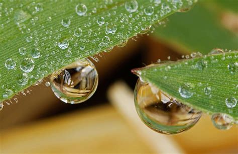 dewdrops photography